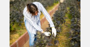 Study finds that legalization has opened doors for women in cannabis industry