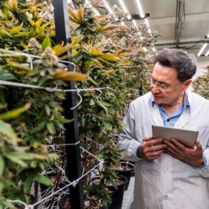 First medical cannabis facility opens in Panama