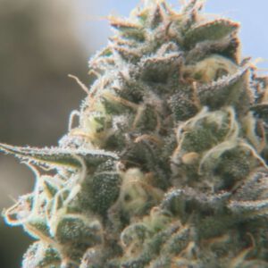 New York State Office of Cannabis Management to create first-in-the-nation center of excellence