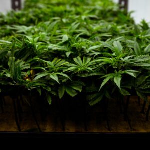 Missouri hemp and cannabis news to follow in 2026