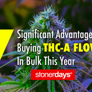 7 Significant Advantages Of Buying THC-A Flower In Bulk This Year