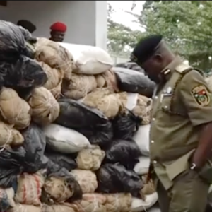 Troops Intercept 30kg Of Cannabis, Disrupt Terrorist Drug Supply Network In North East – Arise News