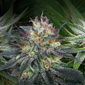 White Weed Strains: White Widow and Beyond; The Famous White Family