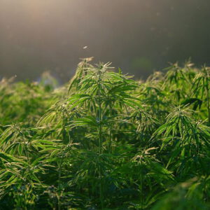 Ancient Cannabis Enzymes Reveal How THC and CBD First Evolved