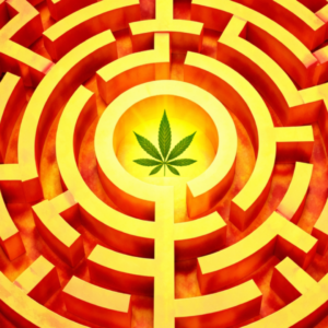 medical cannabis spain