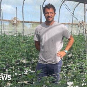 Caribbean cannabis growers eye budding domestic sales and exports