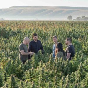 True Terpenes and Their Role in Cannabis Aromas