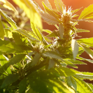 2026 Cannabis—Year in Preview | Foley Hoag LLP