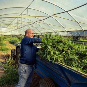 Jersey and Guernsey are exploring new avenues for cannabis reform