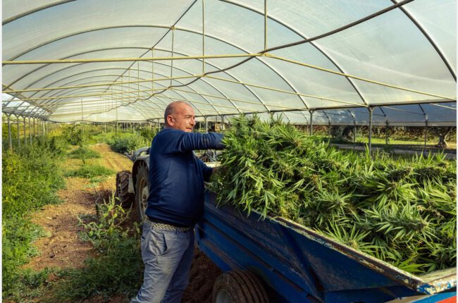 Jersey and Guernsey are exploring new avenues for cannabis reform