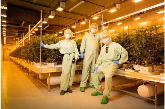 German medical cannabis cultivation expands with regional political support