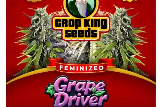 Grape Driver Strain Feminized Seeds