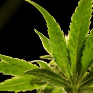 Cannabis company TWGDH LLC receives emergency suspension following investigation | News