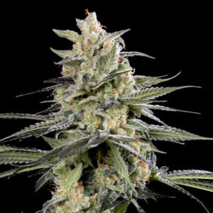 Jackuzzi Feminized Grow Report