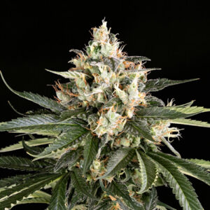 Dough Boy Feminized Grow Report