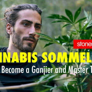 Cannabis Sommelier: How to Become a Ganjier and Master Tasting
