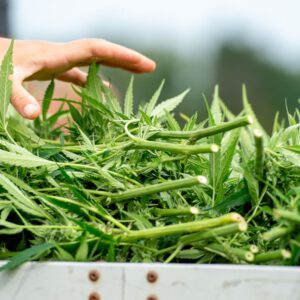 Majority Of Virginia Voters Back Legalizing Recreational Marijuana Sales As Lawmakers Advance Bills To Do It