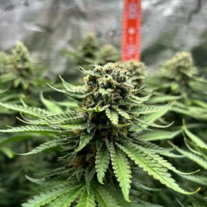 Oregon Breaks Its Own Record for Cannabis Production - The Source