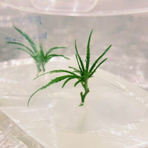 Cannabis Tissue Culture: A New Alternative to Cloning