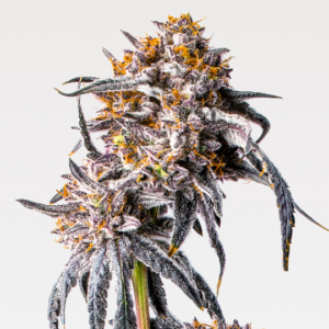 Sherbinskis Was Dying. PrimeTime Took the Risk.