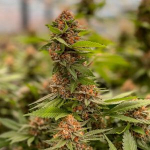 New Rules Take Aim At ‘Predatory’ Contracts In Missouri Cannabis Microbusiness Program