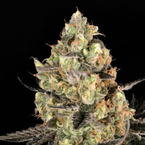 B-Funk Feminized Grow Report