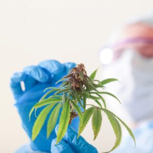 OKC lawmakers consider THC limit for cannabis