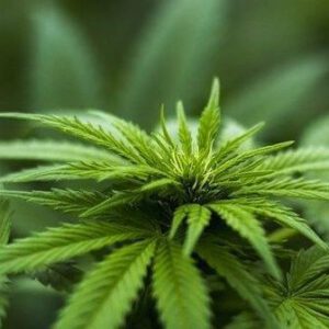 University of Washington study highlights health risks for some cannabis users | Spokane News