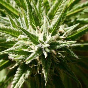 Mississippi Lawmakers Approve Bill To Allow Medical Marijuana Use In Hospitals For Terminally Ill Patients