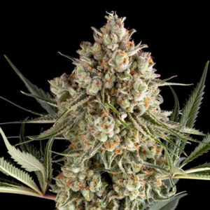 Big Berry Boom Boom Feminized Grow Report