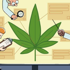 ASU initiative uses research to help increase cannabis safety