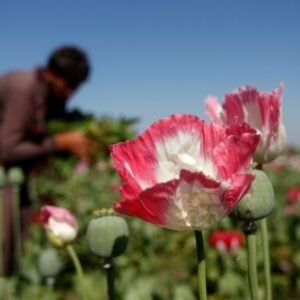 Cannabis most widely used drug among men in Afghanistan, UNDP study finds