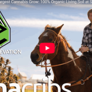 Inside Montana’s Largest Cannabis Grow