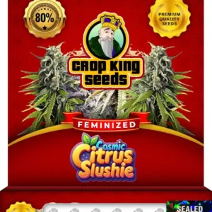 Cosmic Citrus Slushie Strain Feminized Seeds