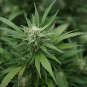 Washington Lawmakers Take Up Bill To Legalize Marijuana Home Grow Amid Police Opposition