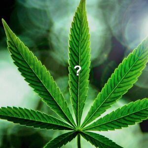 Editorial: To Reschedule or Deschedule Marijuana? That Is the Question