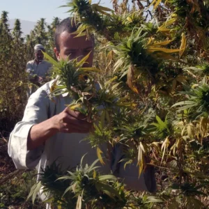 Farmers inspect cannabis plants in Afghanistan amid rising drug consumption rates reported by the United Nations Office on Drugs and Crime. (Photo Credit: AP)