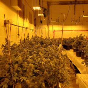 Why Training Plants Is a Waste of Time: Here’s What Actually Works