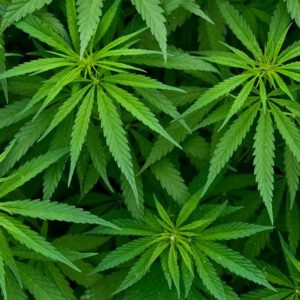 Cannabis beverages may help people drink less alcohol