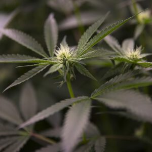 New UW study links cannabis users with psychotic disorders to higher rates of health problems