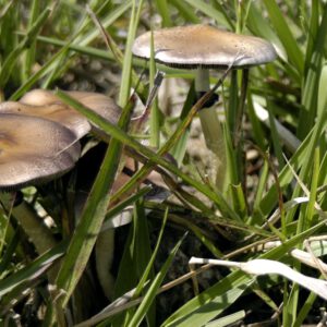 New Hampshire Lawmakers Approve Bipartisan Bill To Legalize Psilocybin For Medical Use, While Rejecting Separate Psychedelics Measure