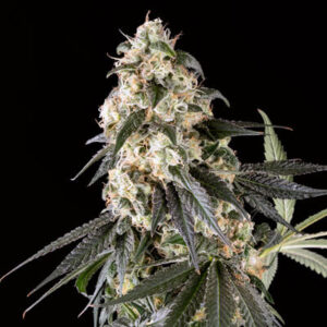 Blackberry Herer Feminized Grow Report
