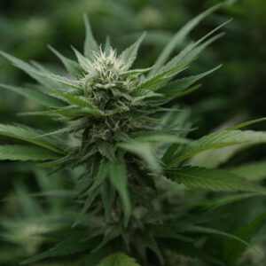 Government-run cannabis dispensary prepares to open next week (Newsletter: January 28, 2026)