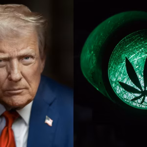 Trump Prepares To Reschedule Cannabis To Schedule III
