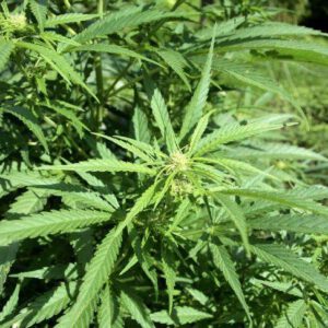 Cannabis caper ends with chase, no charges