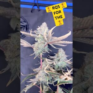 OG KUSH! Rqs