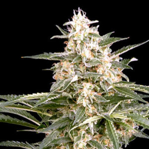 Grape Jam Feminized Grow Report