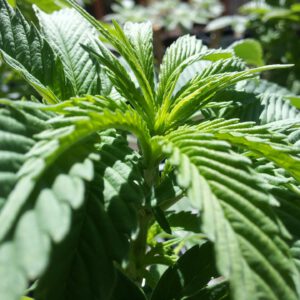 DOJ Silence Keeps Cannabis Investors on Edge