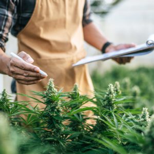 All 6 Kentucky Medical Cannabis Dispensaries As Of February 2026 - LEO Weekly