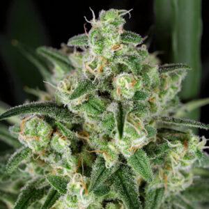 Sensi Purple Kush Feminized Grow Report